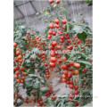 2014 New Hybrid F1 Oval Pink Cherry Tomato Seeds For Planting-FV156
